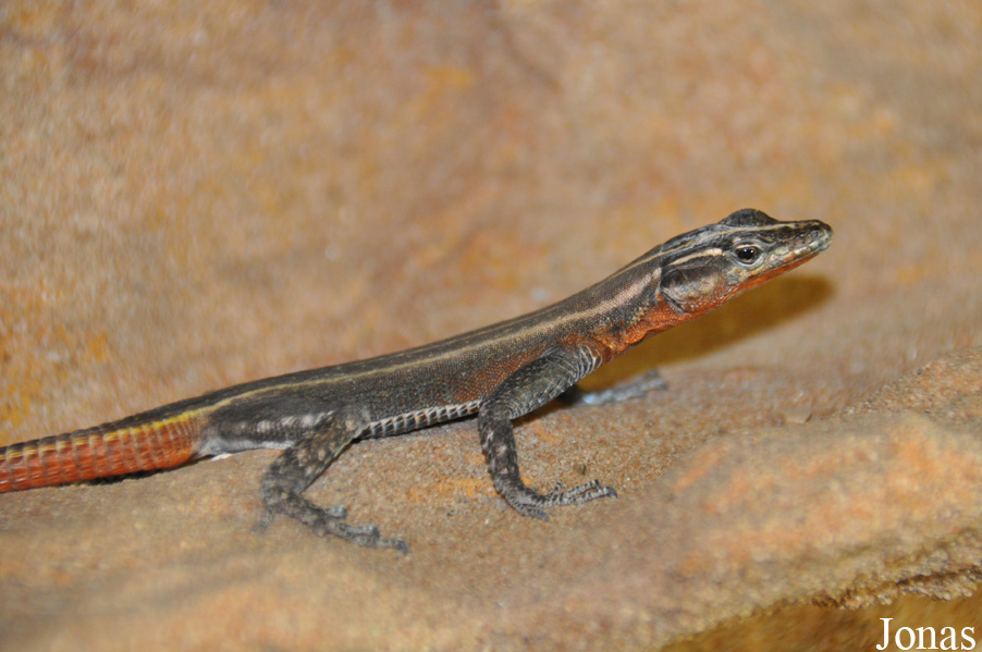 Platysaurus guttatus