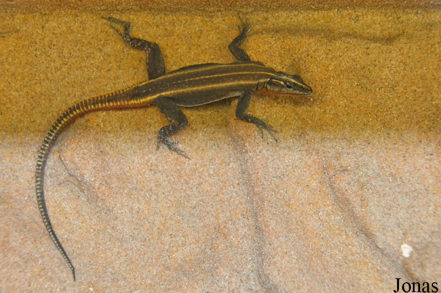 Platysaurus guttatus