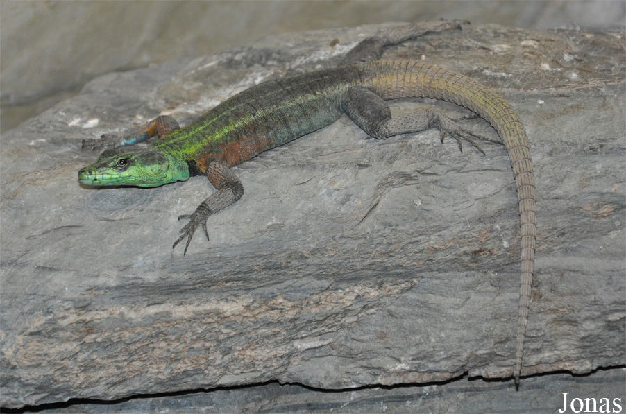Platysaurus intermedius
