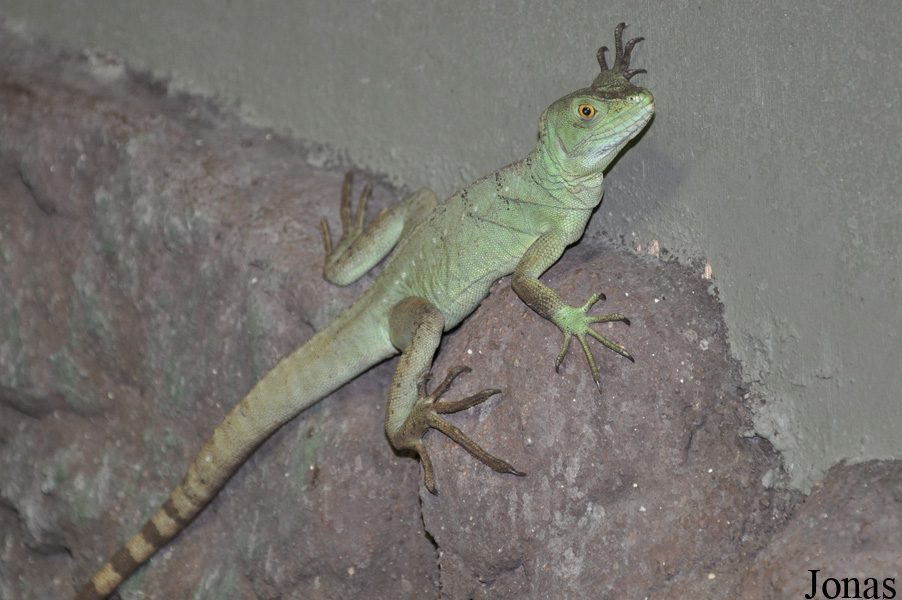 Basiliscus plumifrons
