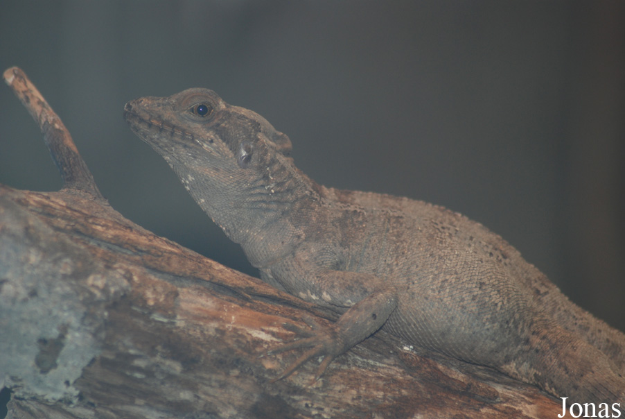 Basiliscus vittatus