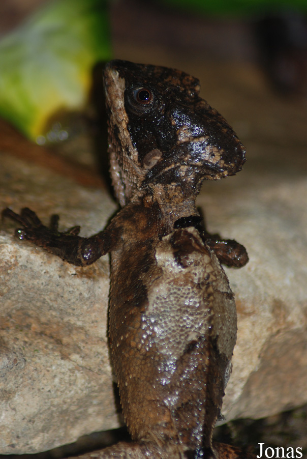 Corytophanes hernandezi