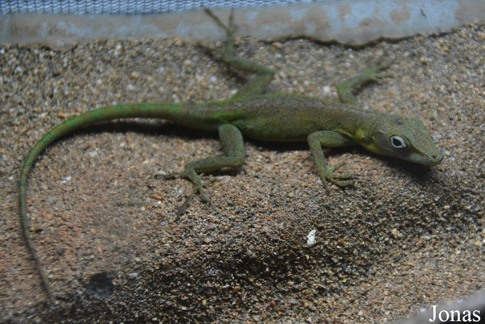 Anolis marmoratus