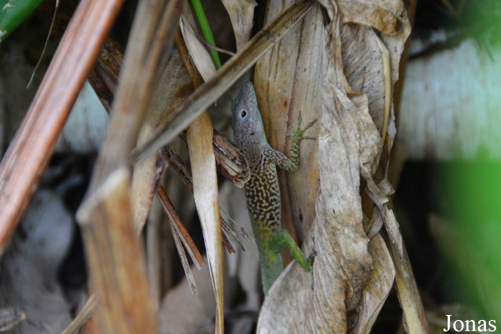 Anolis marmoratus / Bouillante