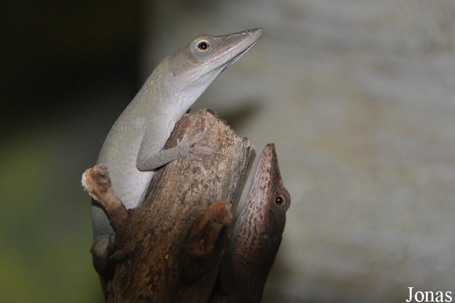 Anolis porcatus