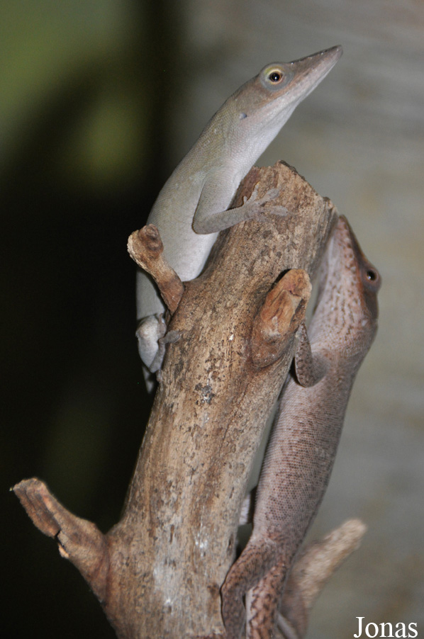 Anolis porcatus