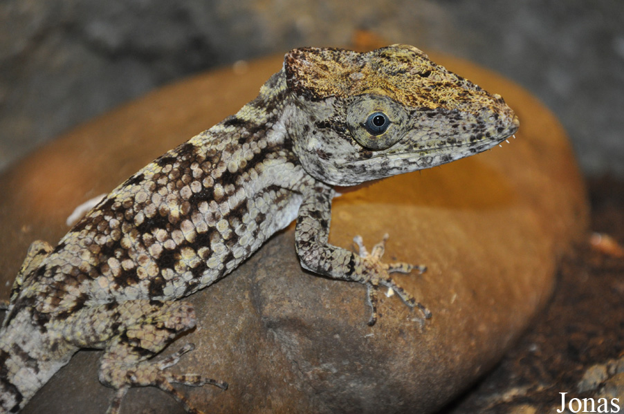 Anolis porcus