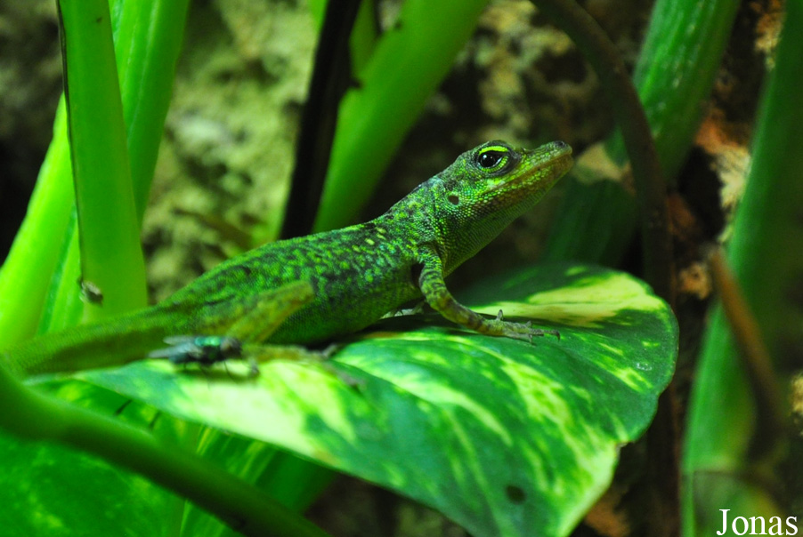 Anolis roquet summus