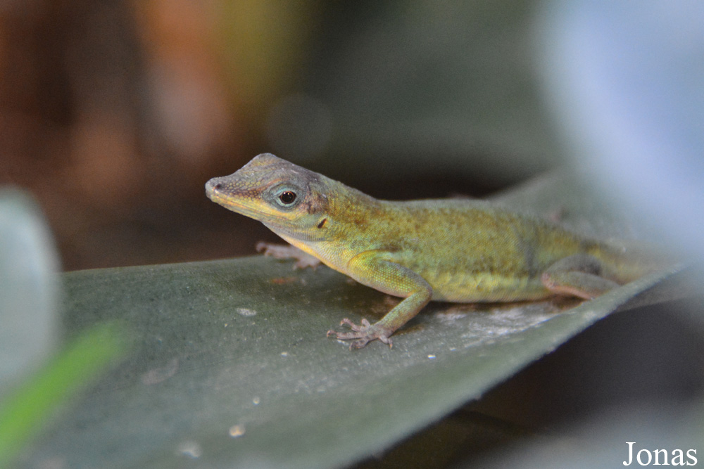 Anolis roquet summus