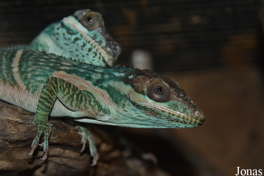 Anolis smallwoodi