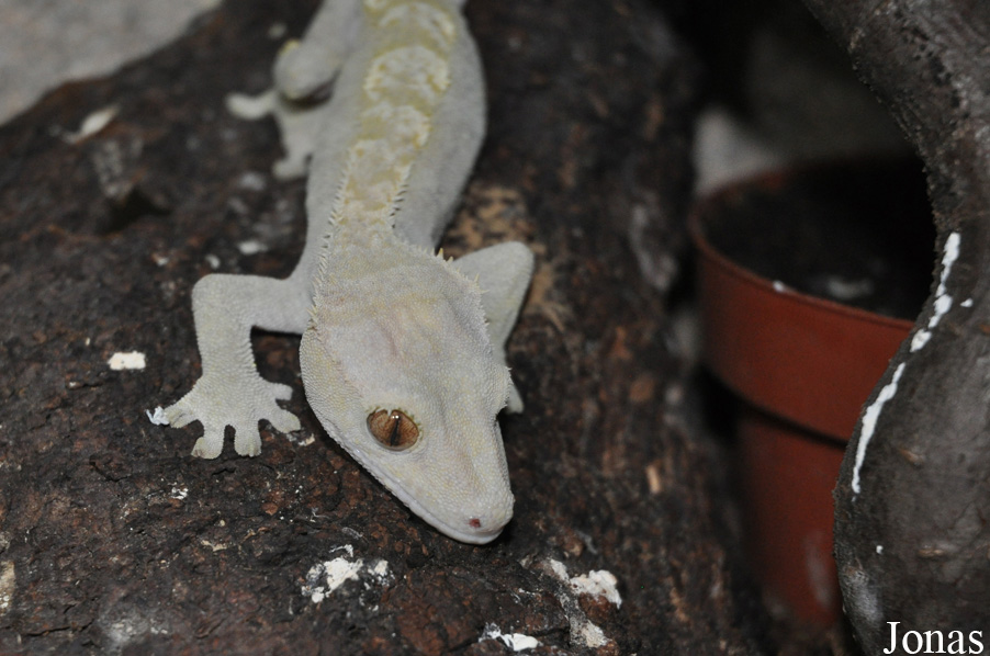Correlophus ciliatus