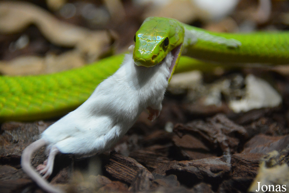 Dendroaspis angusticeps