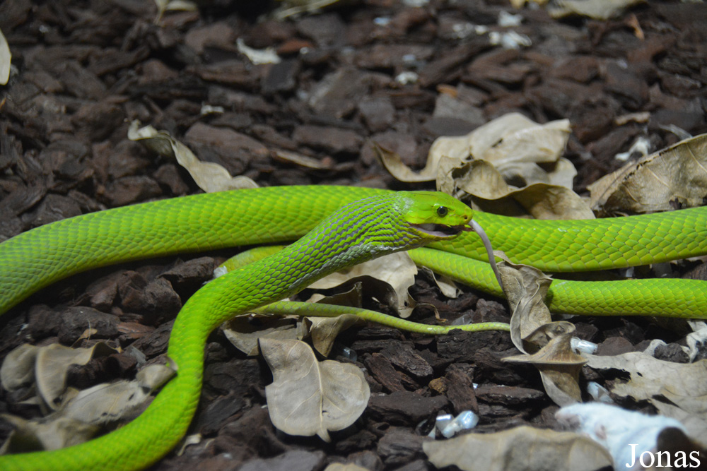 Dendroaspis angusticeps