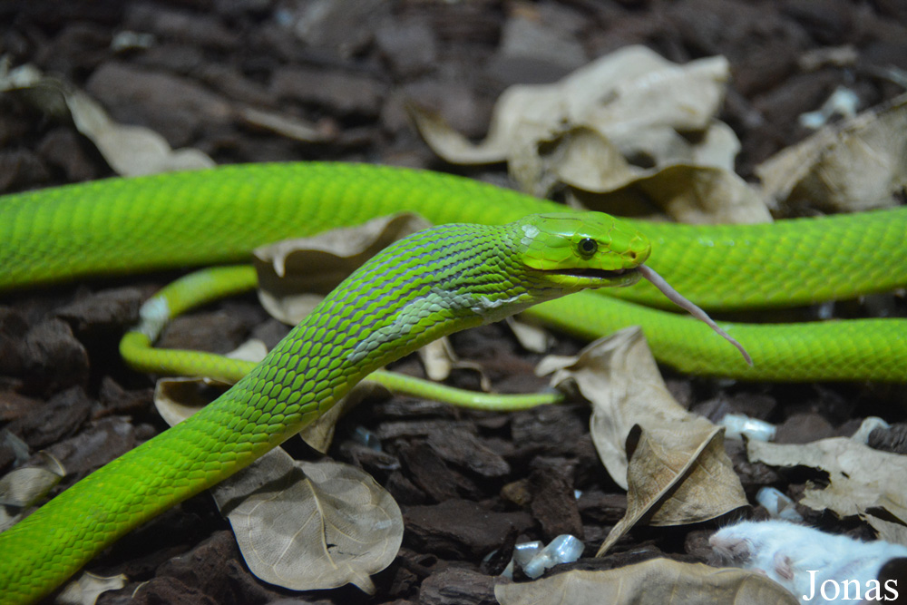 Dendroaspis angusticeps