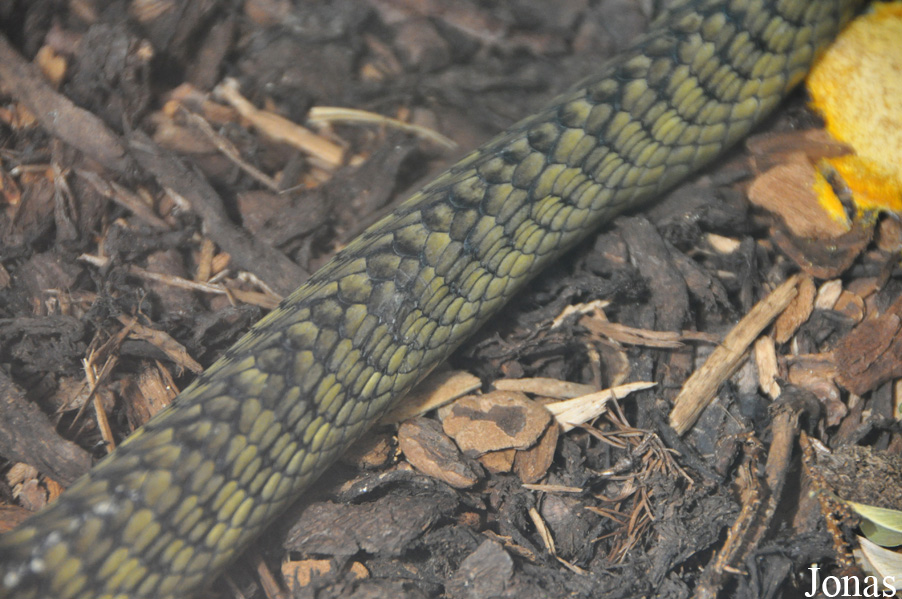 Dendroaspis jamesoni kaimosae