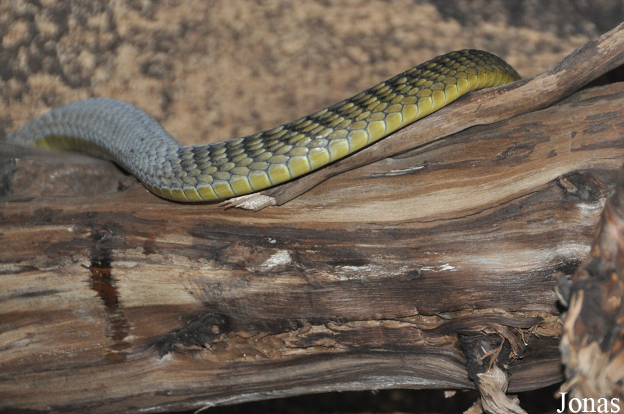 Dendroaspis jamesoni kaimosae