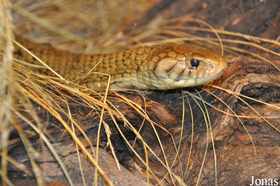 Naja melanoleuca subfulva