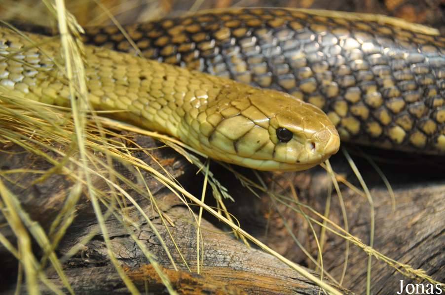 Naja melanoleuca subfulva
