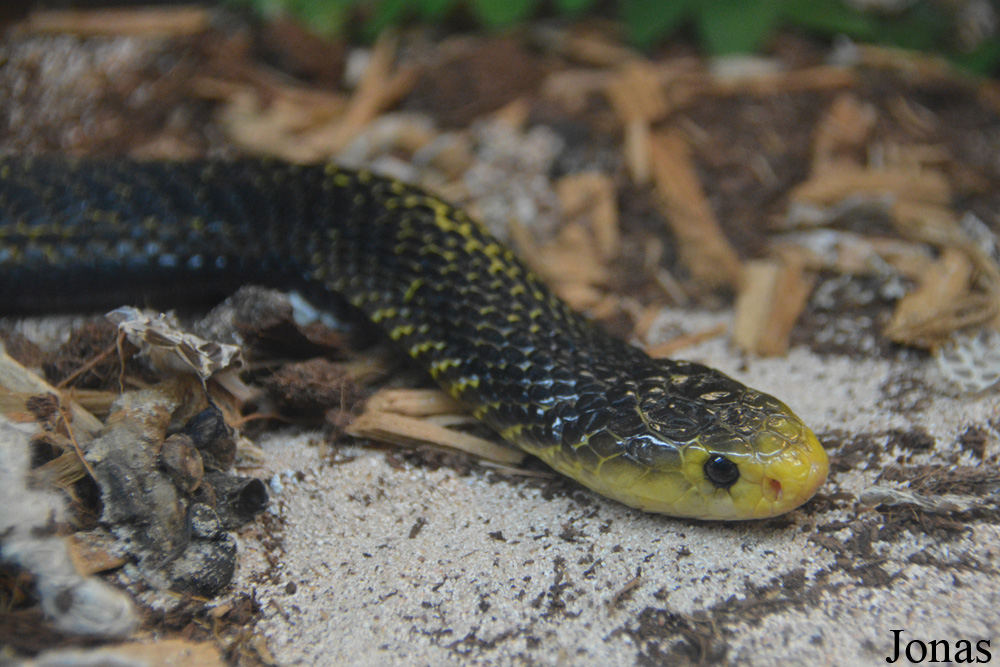 Naja samarensis