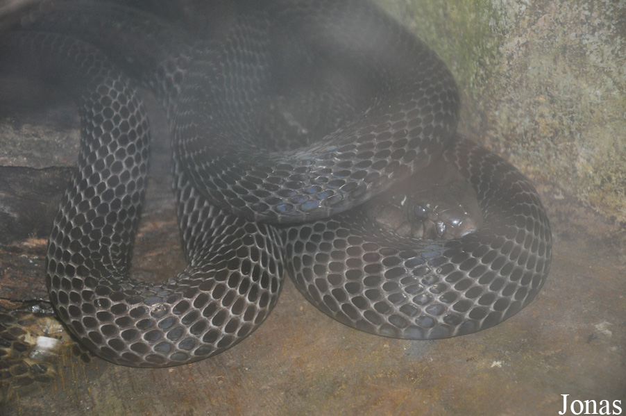 Naja sumatrana