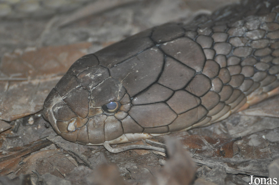 Ophiophagus hannah