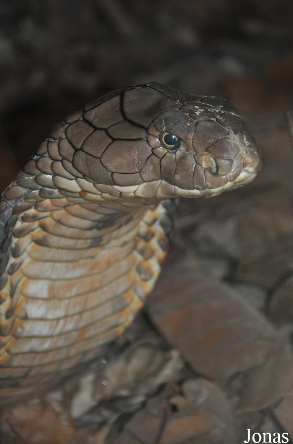 Ophiophagus hannah