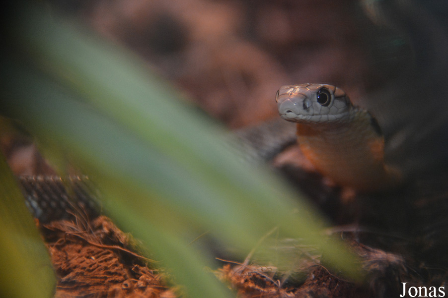 Ophiophagus hannah