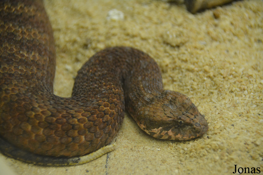 Acanthophis antarcticus