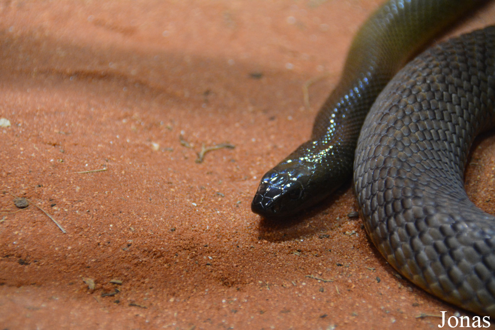 Oxyuranus microlepidotus