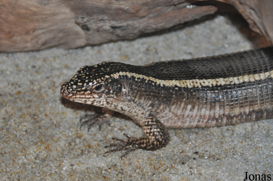 Gerrhosaurus major