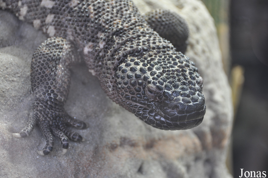 Heloderma horridum
