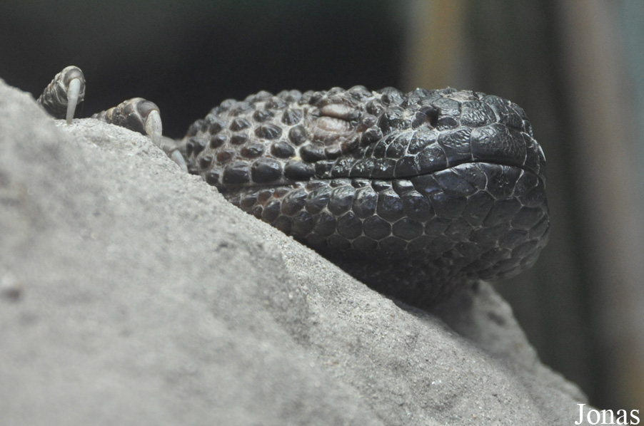 Heloderma horridum