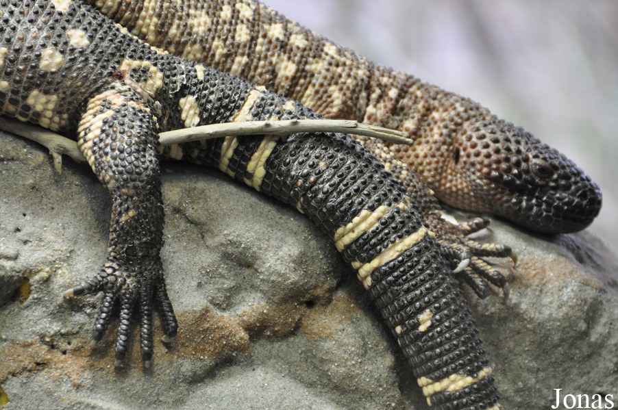 Heloderma horridum