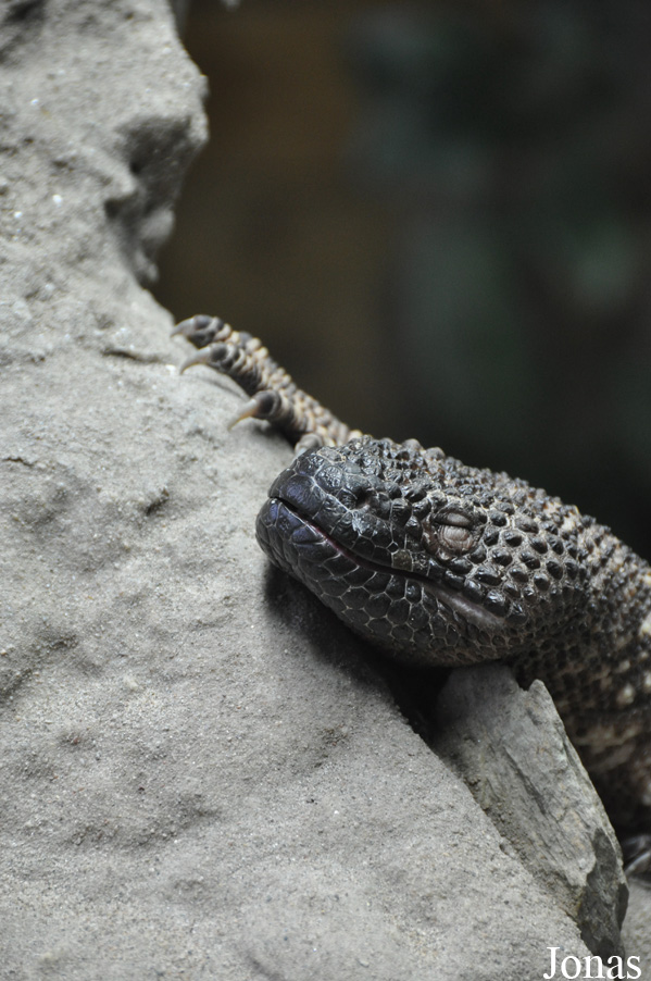 Heloderma horridum