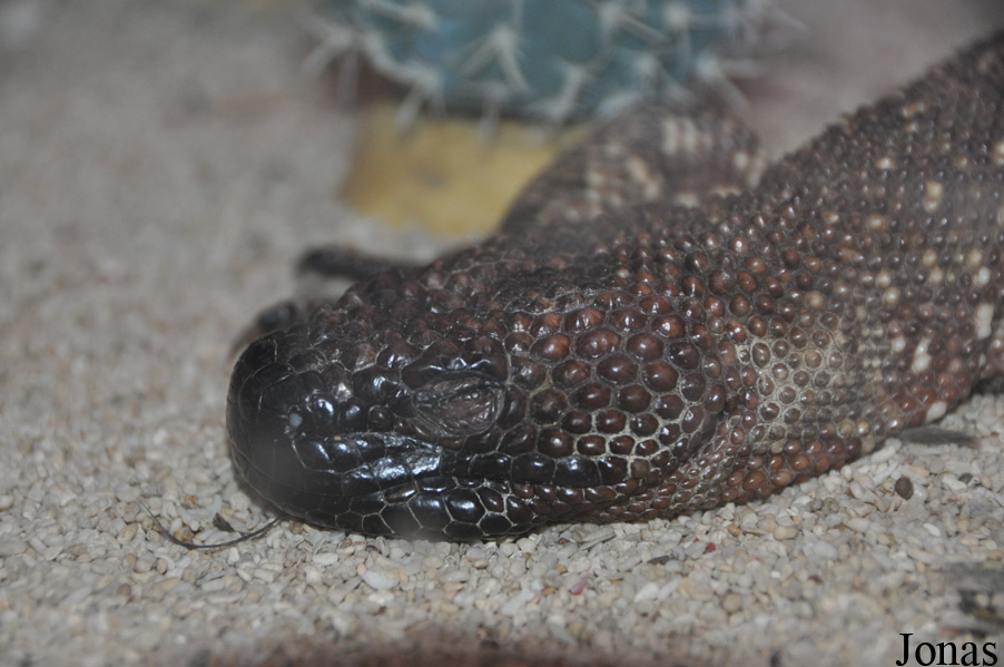 Heloderma horridum