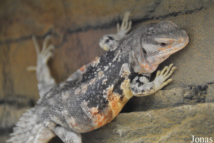 Ctenosaura defensor