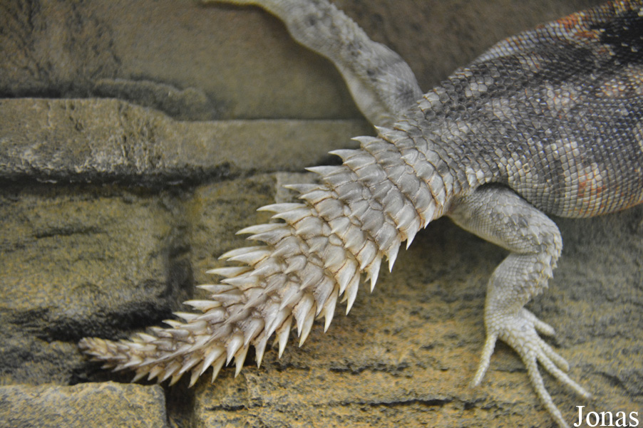 Ctenosaura defensor