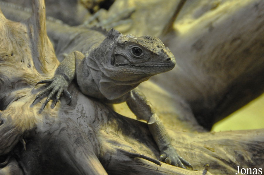 Cyclura cornuta