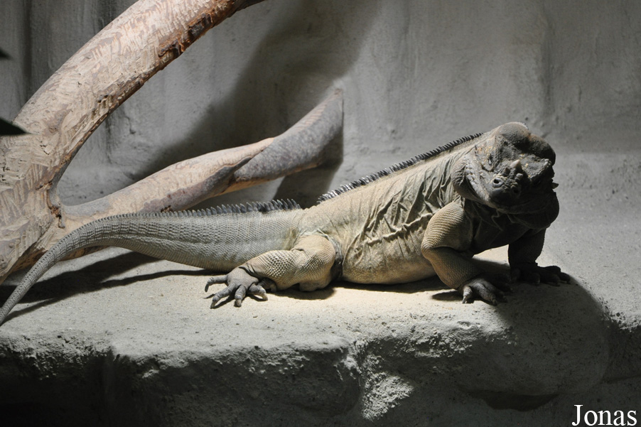 Cyclura cornuta