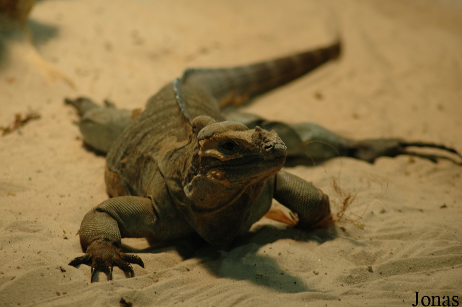 Cyclura cornuta