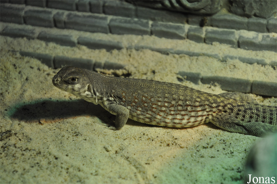 Dipsosaurus dorsalis