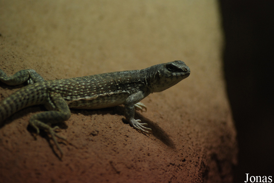 Dipsosaurus dorsalis