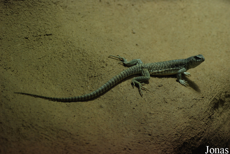 Dipsosaurus dorsalis