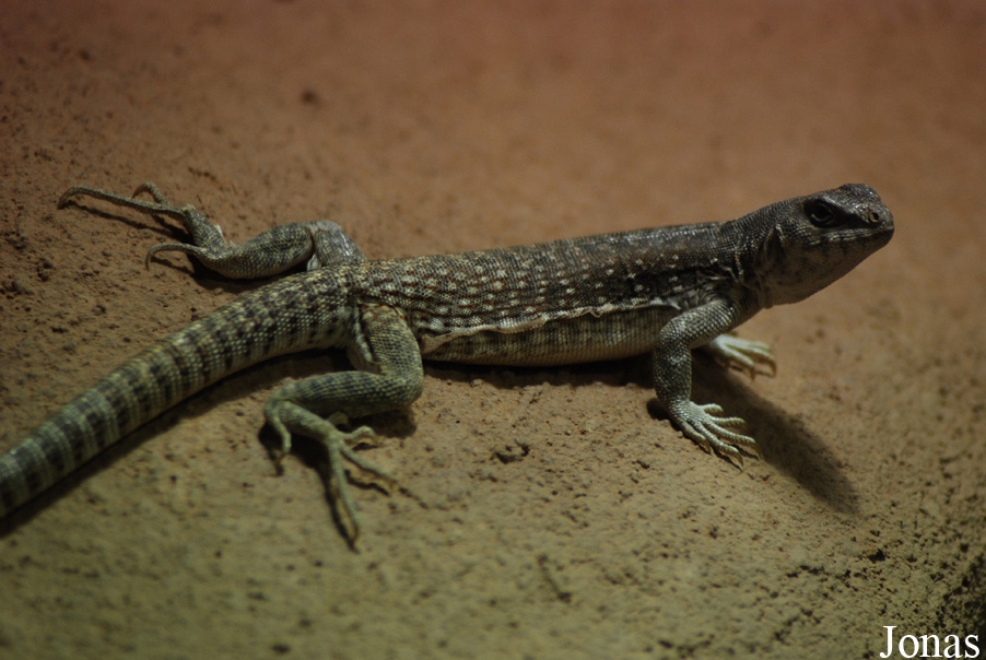 Dipsosaurus dorsalis