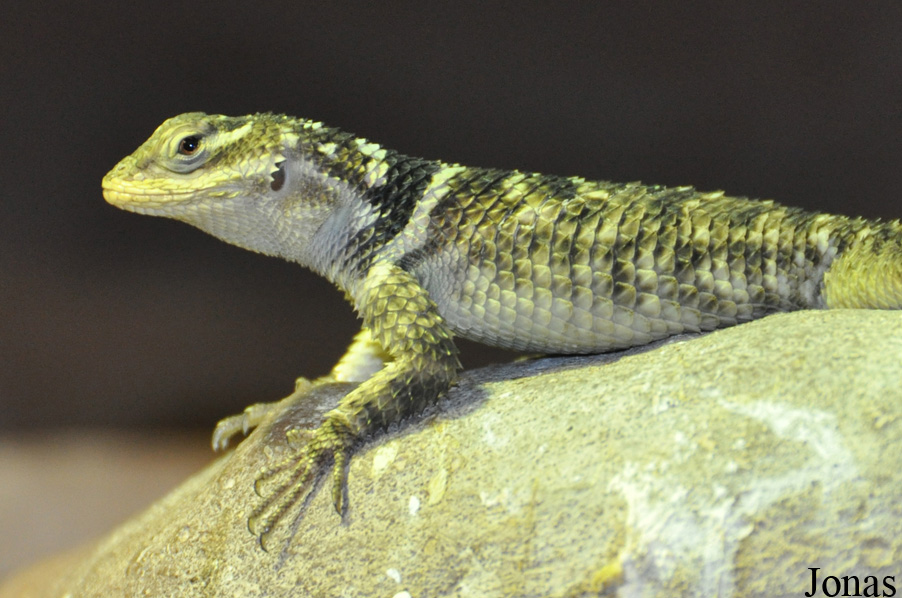 Sceloporus cyanogenys
