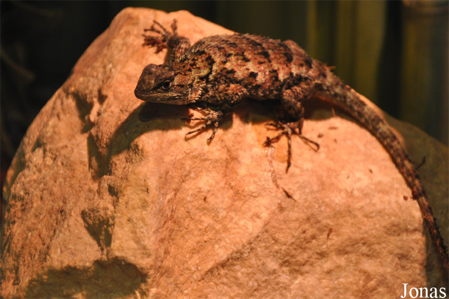 Sceloporus malachiticus