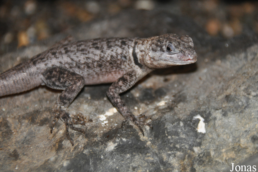 Sceloporus poinsettii