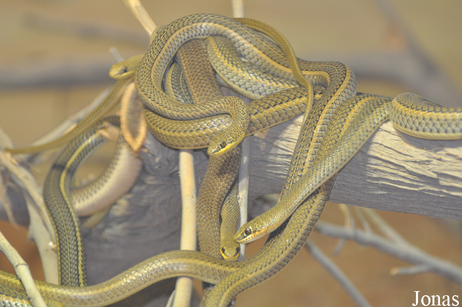 Psammophis sibilans