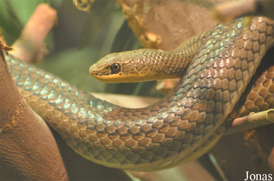Psammophis sibilans