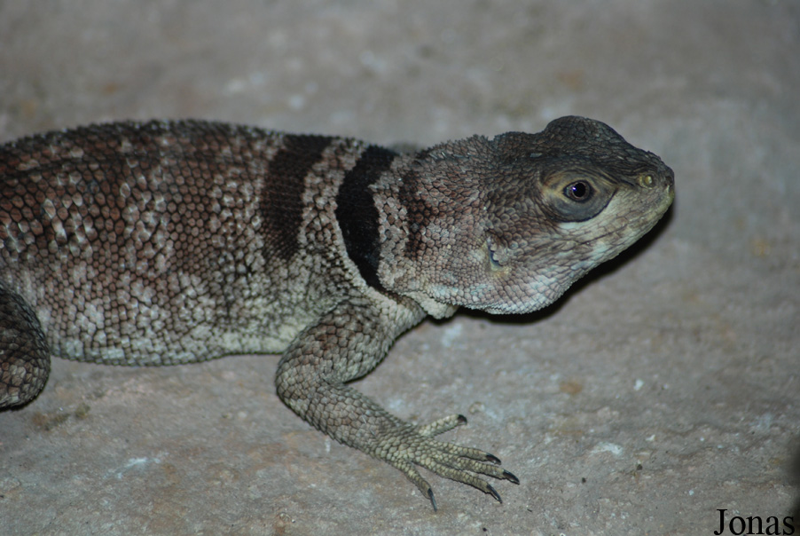 Oplurus cuvieri